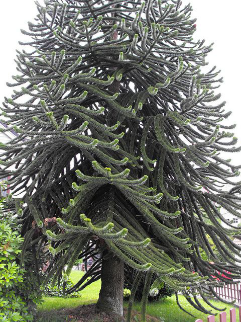 my grandparents monkey puzzle tree, 80+ ft. they are selling the place, im  going to miss it : r/matureplants